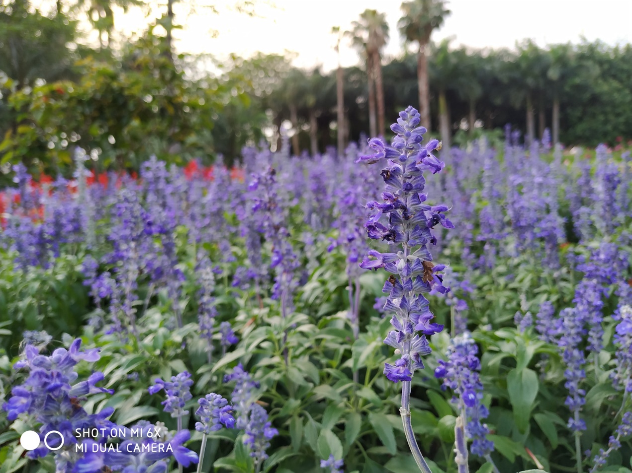 小米6x拍照设置技巧,小米6x拍照好还是红米k40拍照好