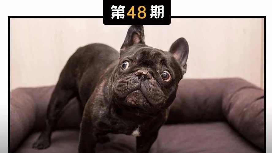 细小病毒治疗要多少钱,细小病毒在家治疗方法