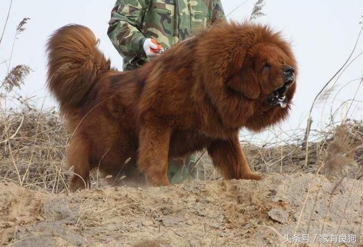 藏族的藏犬,藏族的名犬