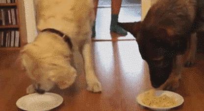 狗粮给猫吃会怎样,猫狗消化不良症状及治疗