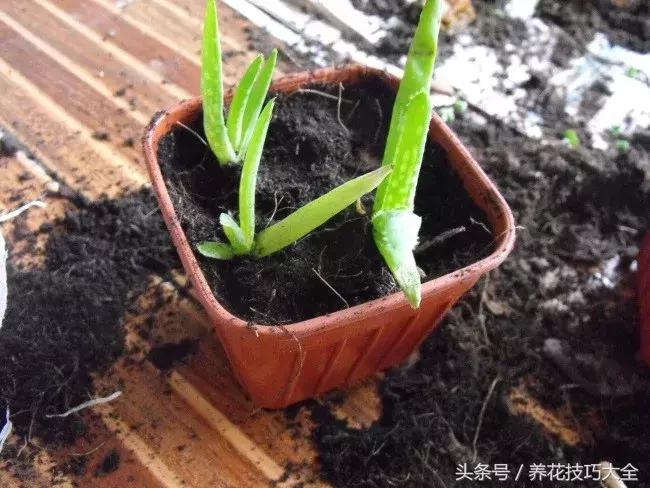 盆栽芦荟越长越高怎么办,为何芦荟不停长侧芽