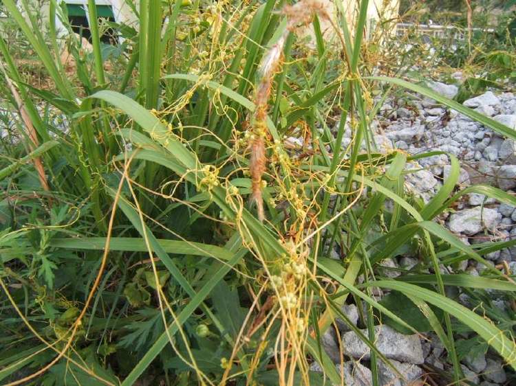 农村这种草竟然是奇药,农村这种草药竟是癌症克星