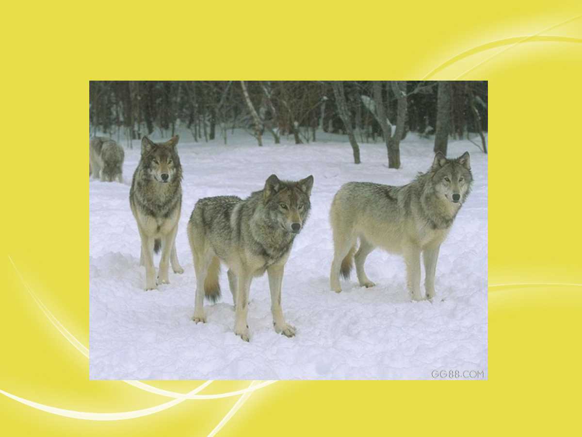 企业团队凝聚力培训ppt,企业团队精神培训ppt