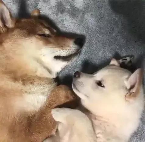 狗狗用小爪爪吃东西,吃货狗狗自己吃