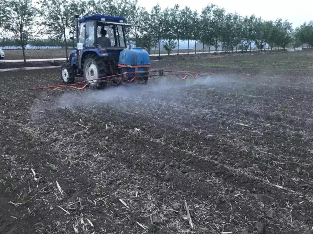 花生受到玉米除草剂药害怎样救,玉米除草剂药害叶子干了减产吗