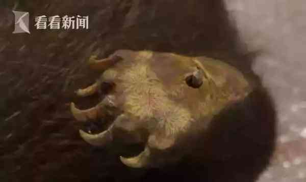 代购圈黑幕,代购究竟有多暴利