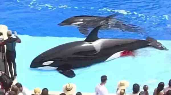 代购圈黑幕,代购究竟有多暴利