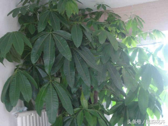 发财树和大叶伞有什么区别,发财树和七叶树的区别