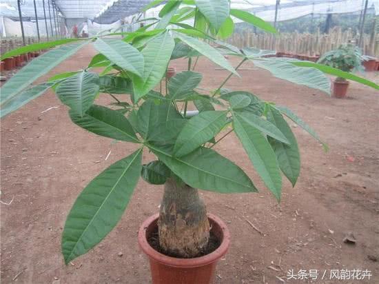 发财树和大叶伞有什么区别,发财树和七叶树的区别