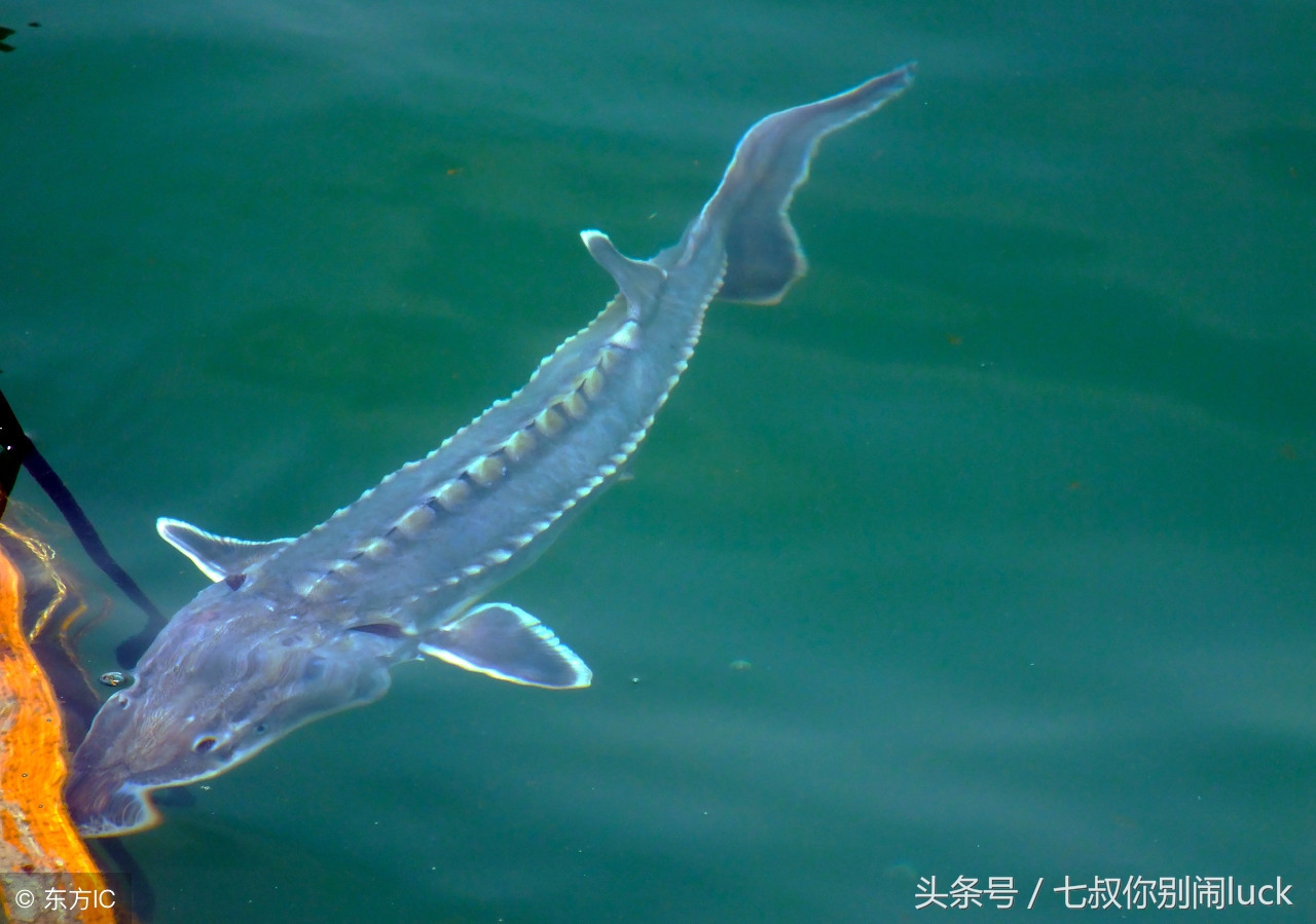 最可怕的代购骗局,朋友圈代购什么行为