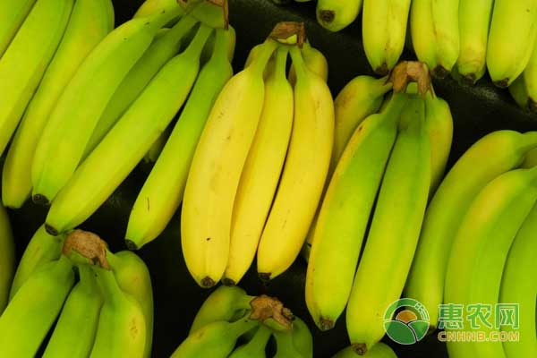 香蕉收购价批发价零售价,香蕉收购价格表今日行情最新
