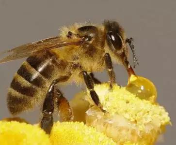 工蜂没有懒惰者，不去采集都是人为的