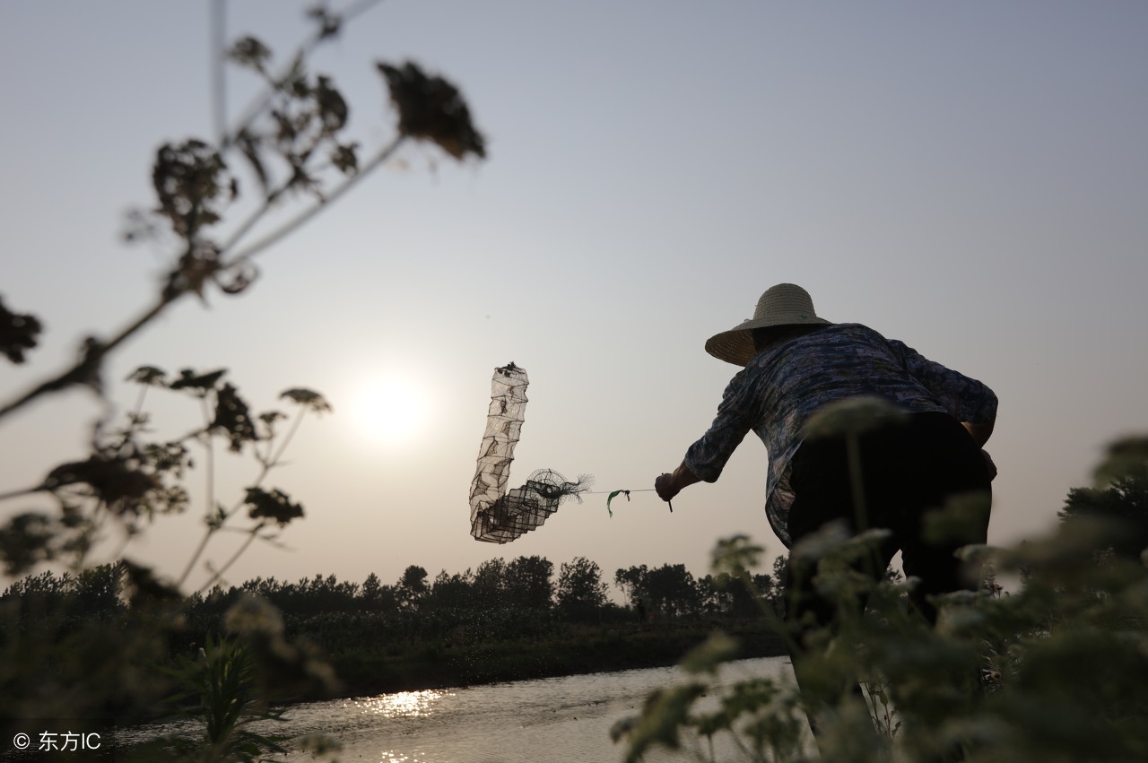 杰哥观市:小龙虾市场风云再起谁能笑傲江湖