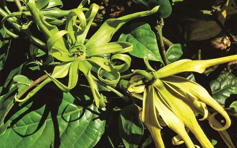 芳香传奇护肤品,芳香传奇诗丽堂