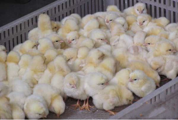 雏鸡的养殖方法与技术视频,雏鸡的养殖技巧和方法