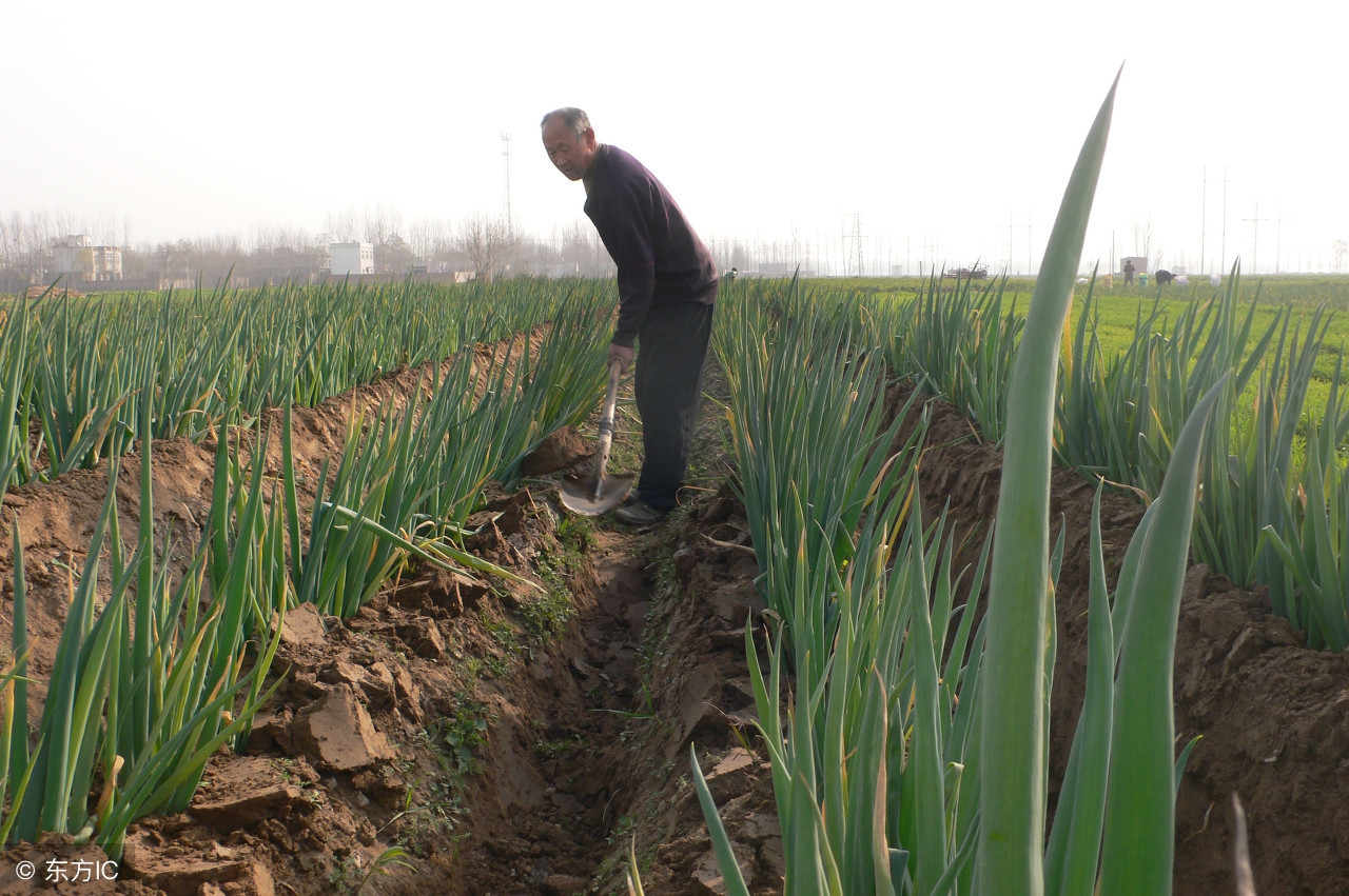 大葱有病虫害用什么药,大葱也可以用米醋来防治病虫害吗