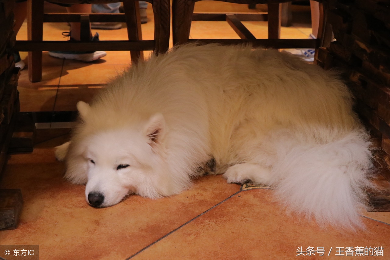 萨摩耶幼犬为什么会拉肚子,萨摩耶幼犬拉肚子怎么办