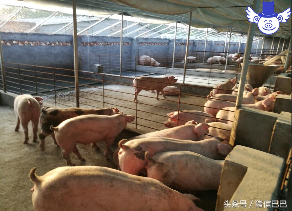 如何给猪补充微量元素？污染环境的方法绝对不能用