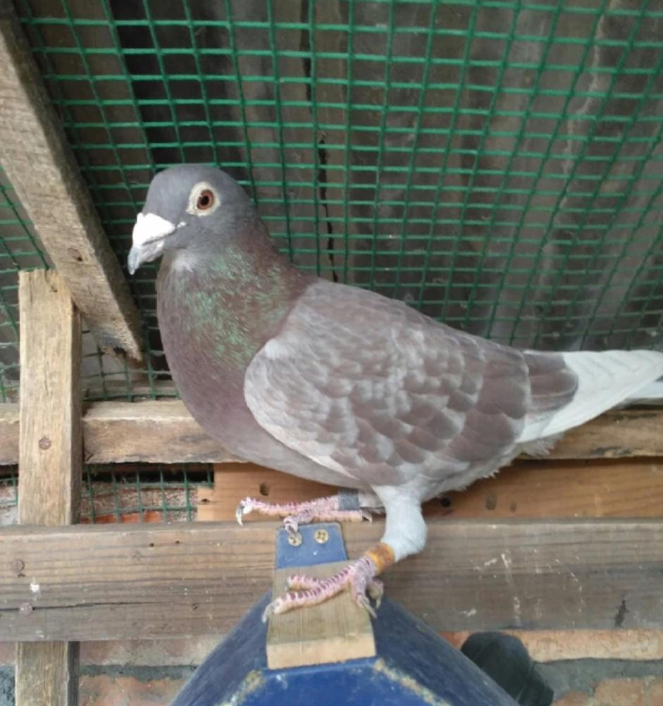 鸽子要怎么养才不会飞走,鸽子消瘦是什么病用什么药