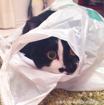 咪咪趣事漫画：为何把爪子伸进去呢？