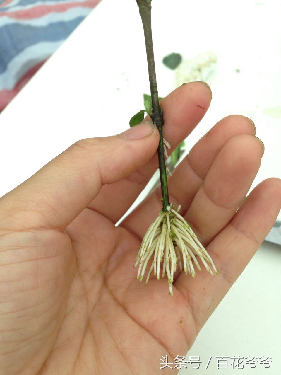 水培植物花多久生根一次,种花怎样才能让它快速生根杀菌