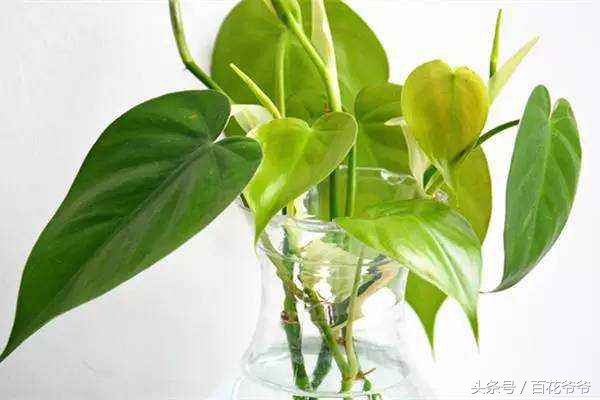 水培植物花多久生根一次,种花怎样才能让它快速生根杀菌