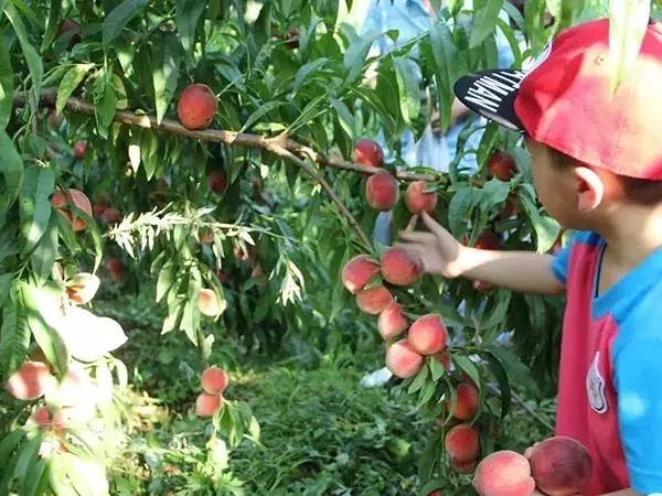 2020成都龙泉桃子采摘,桃子最新采摘视频