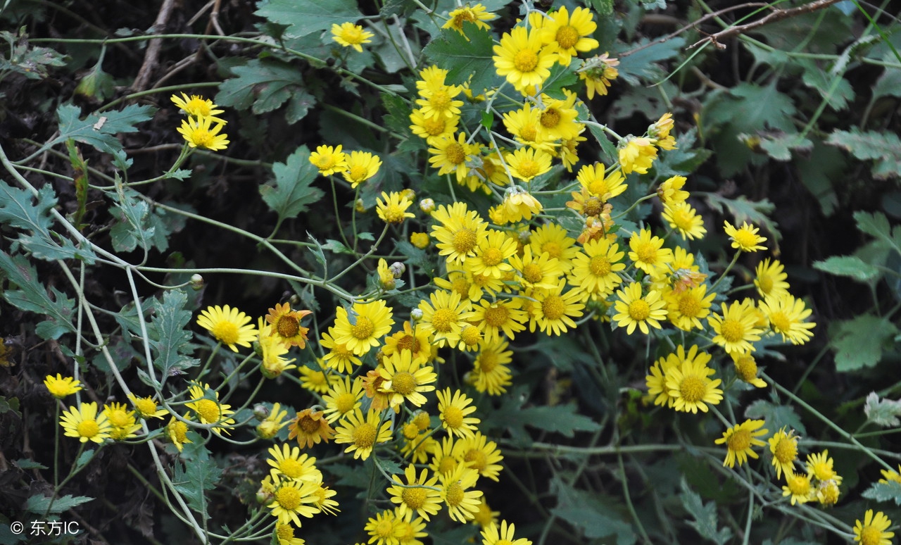 菊花茶买哪种菊花最好可以去火,菊花茶清热解毒多少度泡
