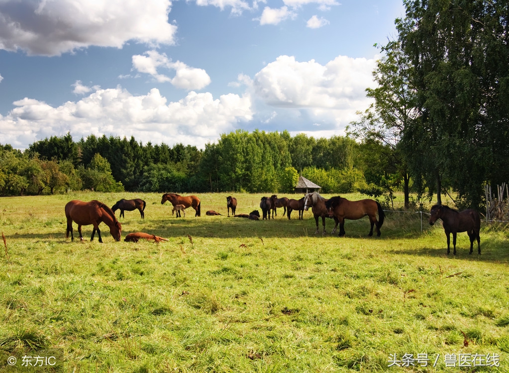 家庭农场申请条件及流程,农村家庭农场如何申报