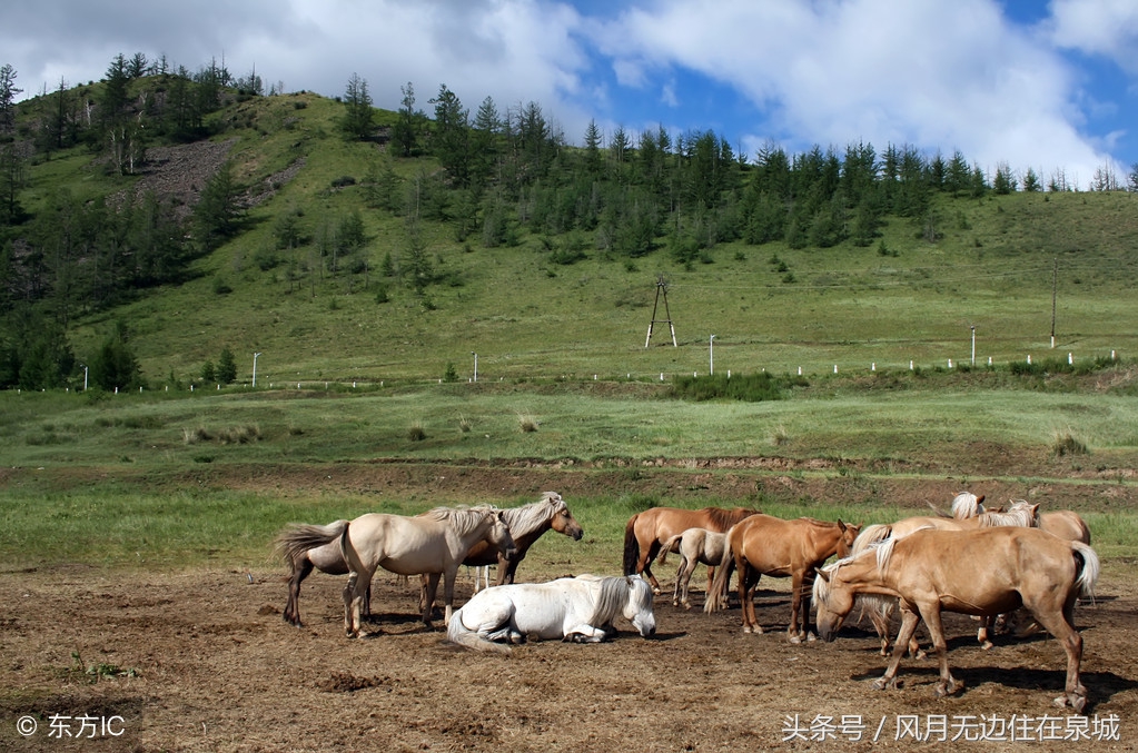 蒙古马和套马图片,蒙古套马绳子教学