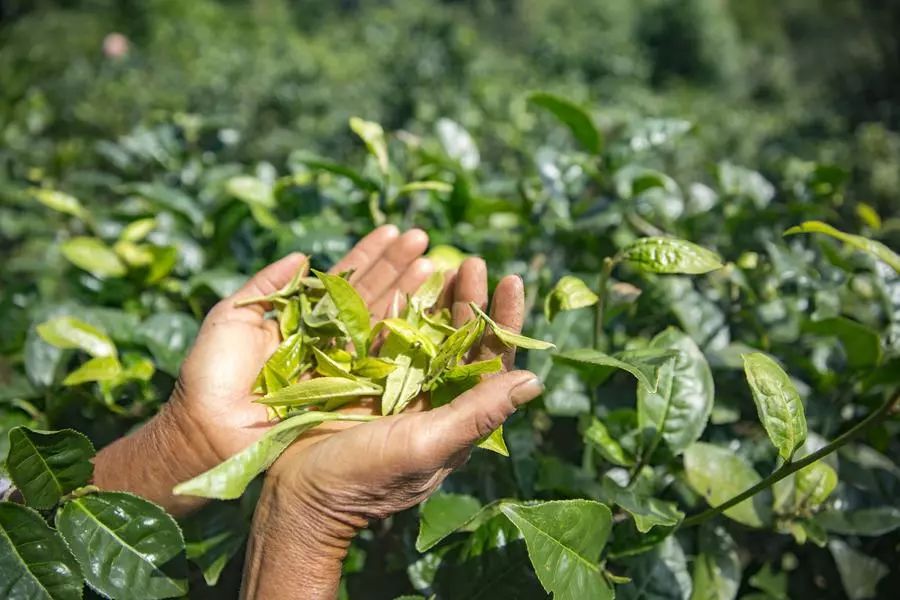 他找来浙大团队,用茶研发洗护用品,成了日本人都在代购的新国货