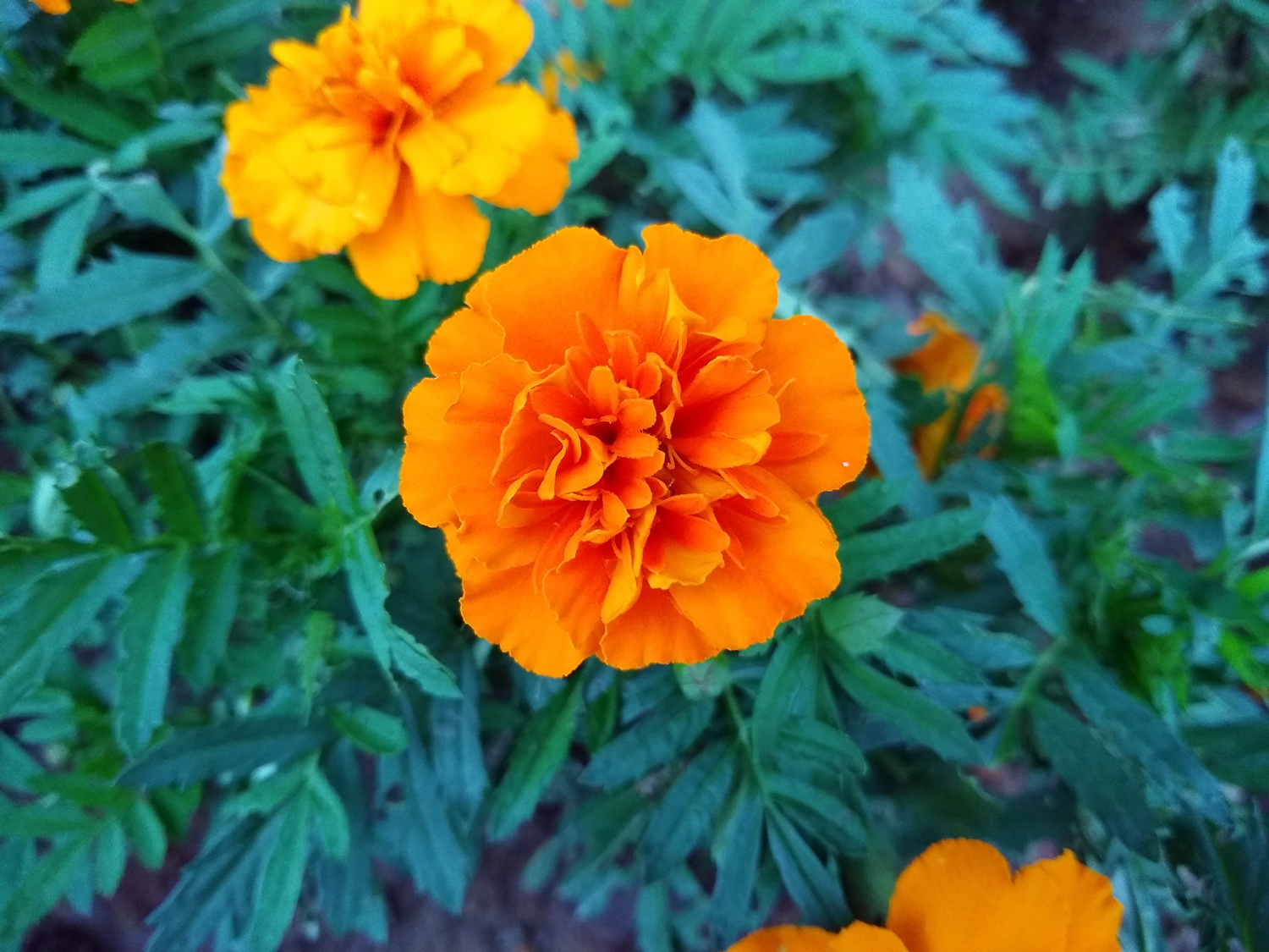 moto青柚1s手机换屏幕,千元机moto青柚