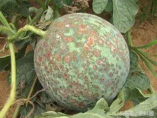 西瓜病虫害用药,南瓜嫁接西瓜的病虫害怎么防治