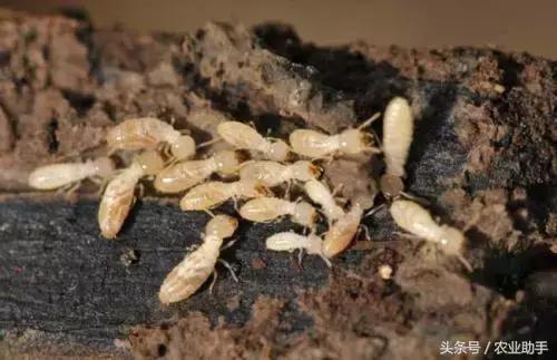 柑橘常见虫害图片大全,柑橘虫害图谱大全来了建议收藏