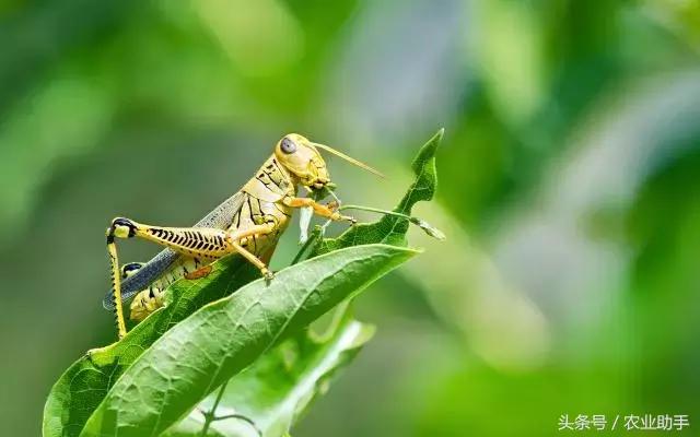 柑橘常见虫害图片大全,柑橘虫害图谱大全来了建议收藏