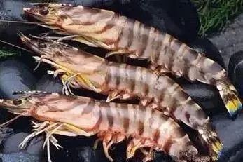 海鲜美食分享吃货日常,美食分享吃海鲜视频