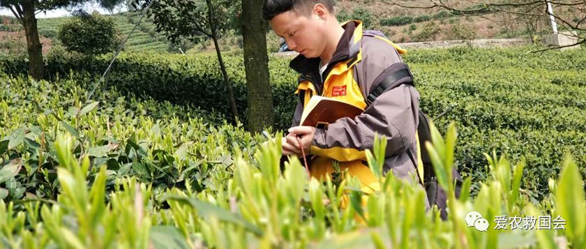 茶饼病害图片及治疗方法,茶饼病害特效药
