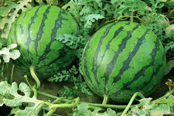 6月份西瓜价格行情,今日山东西瓜收购价格