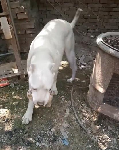 狗妈不愿崽被抱养匆忙叼走藏匿,狗妈不舍孩子