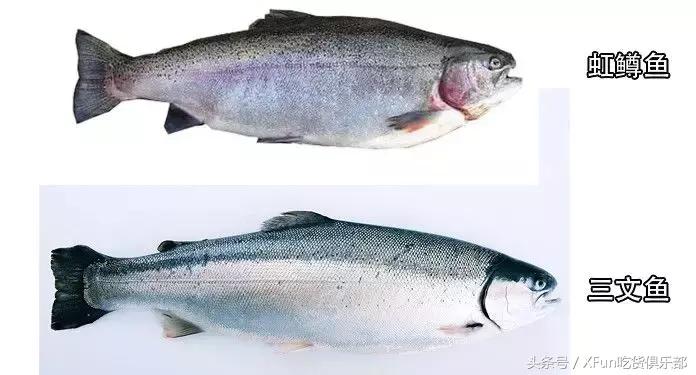 真假三文鱼完整版,怎么判断三文鱼是不是假的