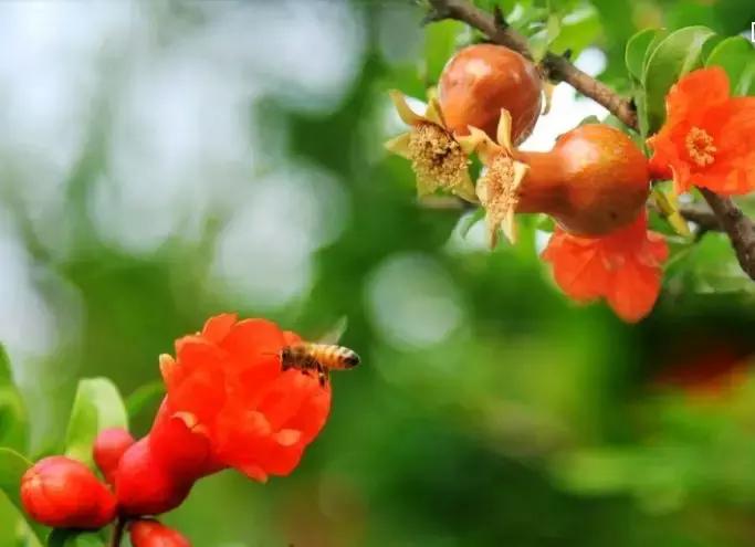 五月的天，梦开始要鲜艳