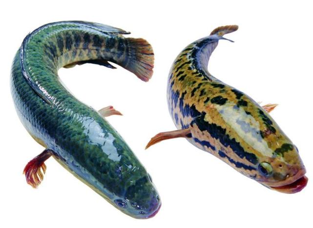 美国人称“鱼斯拉”，中国确实人们口中的美味，中药中的滋补品！