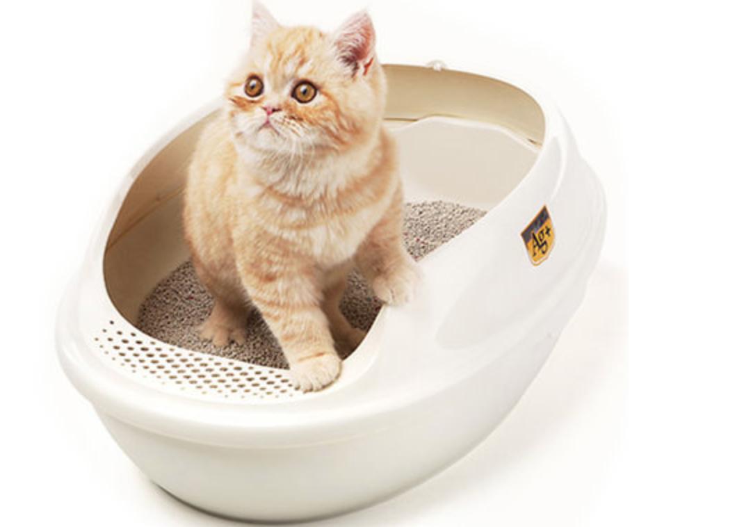 刚出生小奶猫怎么教上厕所,怎么教小奶猫用猫砂最好的办法