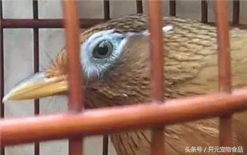 极品画眉鸟头型显示大图,极品画眉斗鸟选择