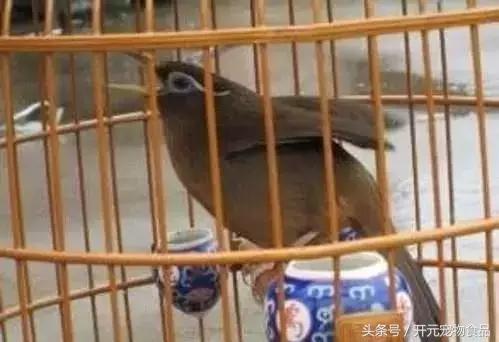 极品画眉鸟头型显示大图,极品画眉斗鸟选择