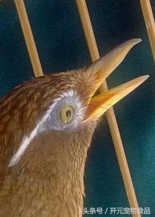 极品画眉鸟头型显示大图,极品画眉斗鸟选择