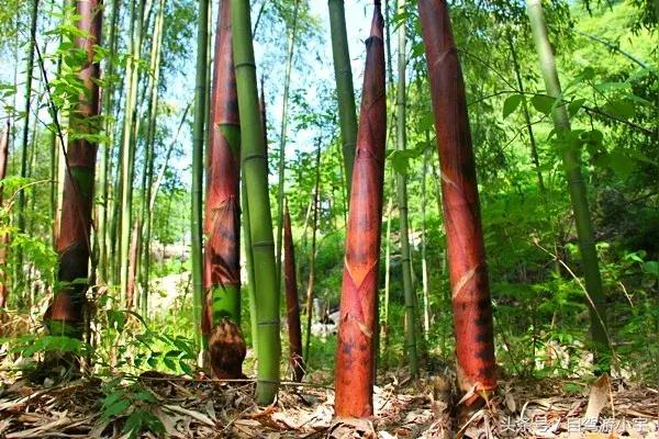 洛阳重渡沟野生动物园,郑州到洛阳重渡沟自驾