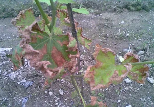 近期葡萄叶片发黄枯叶,葡萄枯叶有几种