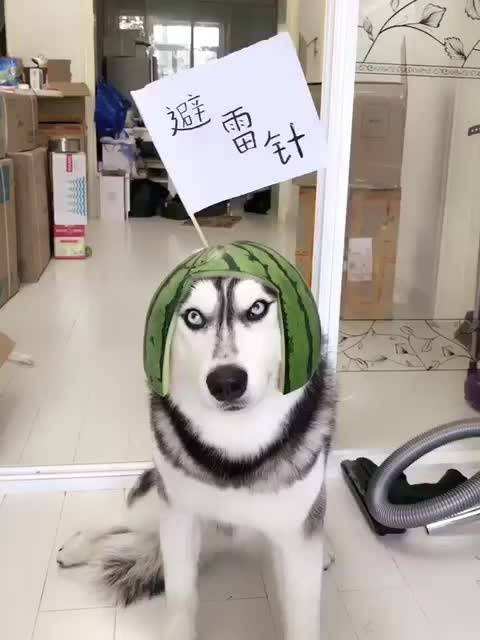 网红刘二豆和刘瓜子,会说话的刘二豆和瓜子battle