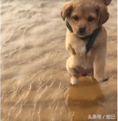 小金毛见到狗很怂怎么办,小金毛看见狗子就很怂